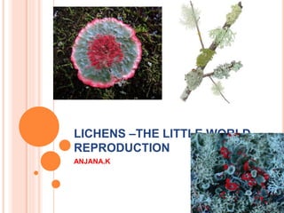 LICHENS –THE LITTLE WORLD
REPRODUCTION
ANJANA.K
 