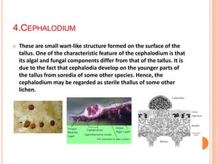 4.CEPHALODIUM
 These are small wart-like structure formed on the surface of the
tallus. One of the characteristic feature of the cephalodium is that
its algal and fungal components differ from that of the tallus. It is
due to the fact that cephalodia develop on the younger parts of
the tallus from soredia of some other species. Hence, the
cephalodium may be regarded as sterile thallus of some other
lichen.
 