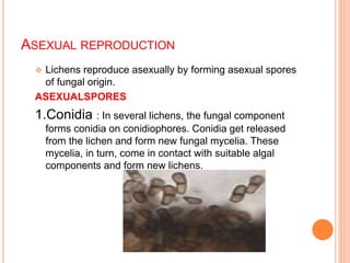 ASEXUAL REPRODUCTION
 Lichens reproduce asexually by forming asexual spores
of fungal origin.
ASEXUALSPORES
1.Conidia : In several lichens, the fungal component
forms conidia on conidiophores. Conidia get released
from the lichen and form new fungal mycelia. These
mycelia, in turn, come in contact with suitable algal
components and form new lichens.
 
