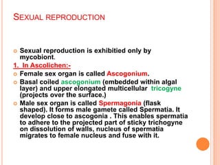 SEXUAL REPRODUCTION
 Sexual reproduction is exhibitied only by
mycobiont.
1. In Ascolichen:-
 Female sex organ is called Ascogonium.
 Basal coiled ascogonium (embedded within algal
layer) and upper elongated multicellular tricogyne
(projects over the surface.)
 Male sex organ is called Spermagonia (flask
shaped). It forms male gamete called Spermatia. It
develop close to ascogonia . This enables spermatia
to adhere to the projected part of sticky trichogyne
on dissolution of walls, nucleus of spermatia
migrates to female nucleus and fuse with it.
 