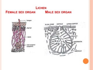 LICHEN
FEMALE SEX ORGAN MALE SEX ORGAN
 