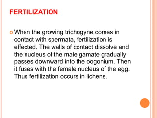 FERTILIZATION
 When the growing trichogyne comes in
contact with spermata, fertilization is
effected. The walls of contact dissolve and
the nucleus of the male gamate gradually
passes downward into the oogonium. Then
it fuses with the female nucleus of the egg.
Thus fertilization occurs in lichens.
 
