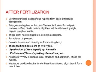 AFTER FERTILIZATION
 Several branched ascogenous hyphae form base of fertilized
ascogonium.
 Ascogeouns hyphae -> Ascus-> Two nuclei fuse to form diploid
nucleus -> First divide meiotic ally then mitotic ally forming eight
haploid daughter nuclei.
 These eight haploid nuclei act as eight ascospore.
 Paraphysis is present.
 Somatic tissues and paraphysis form fruiting body.
 These fruiting bodies are of two types.
1. Apothecium ( Disc shaped ) eg. Parmelia
2. Perithecium(Flask shaped) eg. Dermatocarpon.
 Ascopore =>Vary in shapes, size, structure and septation. These are
hyaline.
 Ascopore produce hypha, when these hypha found alga, then it form
new lichen.
 
