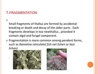 1.FRAGMENTATION

Small fragments of thallus are formed by accidental
breaking or death and decay of the older parts . Each
fragments develops in toa newthallus , provided it
contain algal and fungal component.
 Fragmentation is more common among pendent forms,
such as Ramalina reticulate( fish net lichen or lace
lichen)
.
 