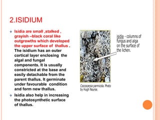 2.ISIDIUM
 Isidia are small ,stalked ,
grayish –black coral like
outgrowths which developed
the upper surface of thallus .
The isidium has an outer
cortical layer enclosing the
algal and fungal
components. It is usually
constricted at the base and
easily detachable from the
parent thallus. It germinate
under favourable condition
and form new thallus.
 Isidia also help in increasing
the photosynthetic surface
of thallus.
 
