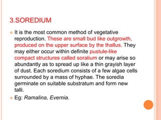3.SOREDIUM
 It is the most common method of vegetative
reproduction. These are small bud like outgrowth,
produced on the upper surface by the thallus. They
may either occur within definite pustule-like
compact structures called soralium or may arise so
abundantly as to spread up like a thin grayish layer
of dust. Each soredium consists of a few algae cells
surrounded by a mass of hyphae. The soredia
germinate on suitable substratum and form new
talli.
 Eg: Ramalina, Evernia.
 