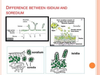 DIFFERENCE BETWEEN ISIDIUM AND
SOREDIUM
 