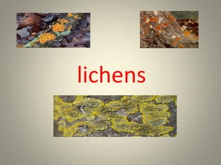 lichens
 