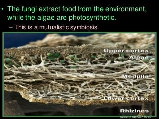 • The fungi extract food from the environment,
while the algae are photosynthetic.
– This is a mutualistic symbiosis.
Copyright © 2010 Ryan P. Murphy
 