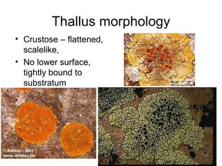 Thallus morphology
• Crustose – flattened,
scalelike,
• No lower surface,
tightly bound to
substratum
 
