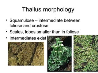 Thallus morphology
• Squamulose – intermediate between
foliose and crustose
• Scales, lobes smaller than in foliose
• Intermediates exist
 