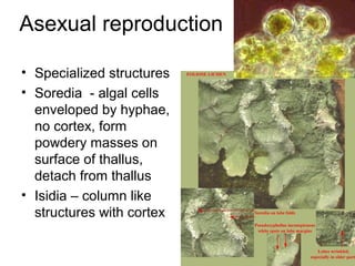 Asexual reproduction
• Specialized structures
• Soredia - algal cells
enveloped by hyphae,
no cortex, form
powdery masses on
surface of thallus,
detach from thallus
• Isidia – column like
structures with cortex
 