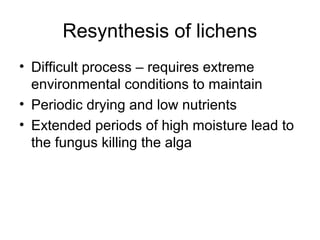 Resynthesis of lichens
• Difficult process – requires extreme
environmental conditions to maintain
• Periodic drying and low nutrients
• Extended periods of high moisture lead to
the fungus killing the alga
 