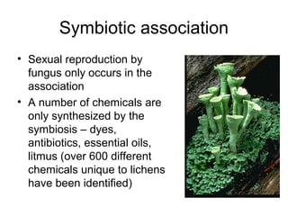 Symbiotic association
• Sexual reproduction by
fungus only occurs in the
association
• A number of chemicals are
only synthesized by the
symbiosis – dyes,
antibiotics, essential oils,
litmus (over 600 different
chemicals unique to lichens
have been identified)
 