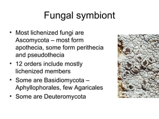 Fungal symbiont
• Most lichenized fungi are
Ascomycota – most form
apothecia, some form perithecia
and pseudothecia
• 12 orders include mostly
lichenized members
• Some are Basidiomycota –
Aphyllophorales, few Agaricales
• Some are Deuteromycota
 