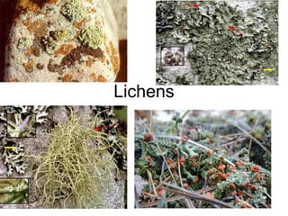Lichens
 