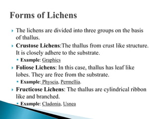  The lichens are divided into three groups on the basis
of thallus.
 Crustose Lichens:The thallus from crust like structure.
It is closely adhere to the substrate.
 Example: Graphics
 Foliose Lichens: In this case, thallus has leaf like
lobes. They are free from the substrate.
 Example: Physcia, Permellia.
 Fructicose Lichens: The thallus are cylindrical ribbon
like and branched.
 Example: Cladonia, Usnea
 