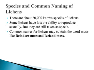  There are about 20,000 known species of lichens.
 Some lichens have lost the ability to reproduce
sexually. But they are still taken as specie.
 Common names for lichens may contain the word moss
like Reindeer moss and Iceland moss.
 