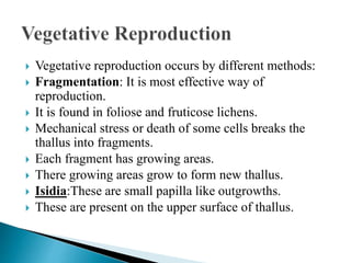  Vegetative reproduction occurs by different methods:
 Fragmentation: It is most effective way of
reproduction.
 It is found in foliose and fruticose lichens.
 Mechanical stress or death of some cells breaks the
thallus into fragments.
 Each fragment has growing areas.
 There growing areas grow to form new thallus.
 Isidia:These are small papilla like outgrowths.
 These are present on the upper surface of thallus.
 