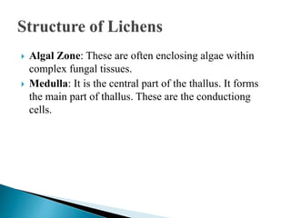  Algal Zone: These are often enclosing algae within
complex fungal tissues.
 Medulla: It is the central part of the thallus. It forms
the main part of thallus. These are the conductiong
cells.
 