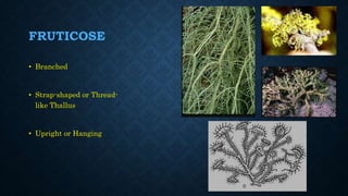 FRUTICOSE
• Branched
• Strap-shaped or Thread-
like Thallus
• Upright or Hanging
 