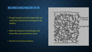 HOMOISOMEROUS
• Fungal hyphae and the algal cells are
uniformly distributed throughout the
thallus.
• Both the partners intermingle and
form thin outer protective layer.
• Found in Crustose Lichens.
 