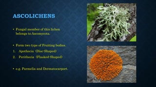 ASCOLICHENS
• Fungal member of this lichen
belongs to Ascomycota.
• Form two type of Fruiting bodies.
1. Apothecia (Disc-Shaped)
2. Perithecia (Flasked-Shaped)
• e.g. Parmelia and Dermatocarport.
 