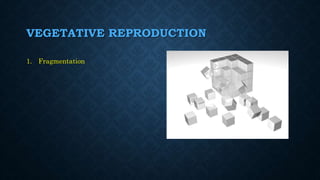 VEGETATIVE REPRODUCTION
1. Fragmentation
 