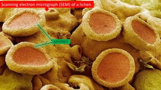 Scanning electron micrograph (SEM) of a lichen.
APOTHCI
A
 
