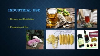 INDUSTRIAL USE
• Brewery and Distillation
• Preparation of Dye
 