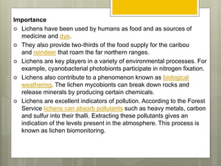 Lichen Source Lichens | PPTX
