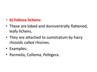 • b) Foliose lichens:
• These are lobed and dorsiventrally flattened,
leafy lichens.
• They are attached to sumstratum by hairy
rhizoids called rhizines.
• Examples:
• Parmelia, Collema, Peltigera.
 