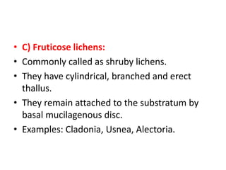 • C) Fruticose lichens:
• Commonly called as shruby lichens.
• They have cylindrical, branched and erect
thallus.
• They remain attached to the substratum by
basal mucilagenous disc.
• Examples: Cladonia, Usnea, Alectoria.
 