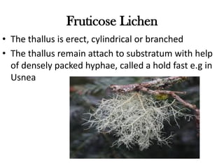 Fruticose Lichen
• The thallus is erect, cylindrical or branched
• The thallus remain attach to substratum with help
of densely packed hyphae, called a hold fast e.g in
Usnea
 