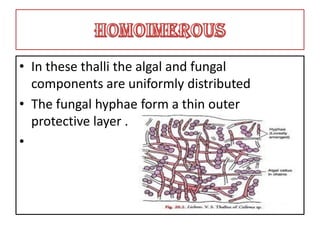 • In these thalli the algal and fungal
components are uniformly distributed
• The fungal hyphae form a thin outer
protective layer .
•
 