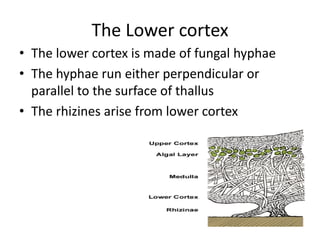 The Lower cortex
• The lower cortex is made of fungal hyphae
• The hyphae run either perpendicular or
parallel to the surface of thallus
• The rhizines arise from lower cortex
 