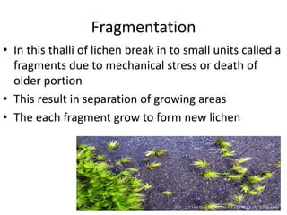 Fragmentation
• In this thalli of lichen break in to small units called a
fragments due to mechanical stress or death of
older portion
• This result in separation of growing areas
• The each fragment grow to form new lichen
 