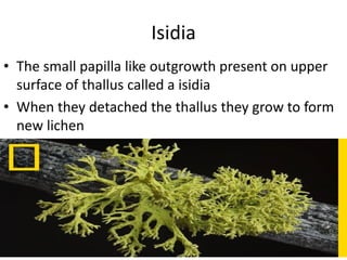 Isidia
• The small papilla like outgrowth present on upper
surface of thallus called a isidia
• When they detached the thallus they grow to form
new lichen
 