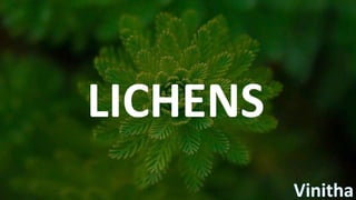 LICHENS
 