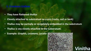1. Crustose Lichen
• They have flattened thallus
• Closely attached to substratum as crusts (rocks, soil or bark)
• Thallus may be partially or completely embedded in the substratum
• Thallus is vey closely attached to the substratum.
• Example: Graphis, Lecanora, Lecidia
 