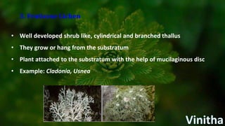3. Fruticose Lichen
• Well developed shrub like, cylindrical and branched thallus
• They grow or hang from the substratum
• Plant attached to the substratum with the help of mucilaginous disc
• Example: Cladonia, Usnea
 