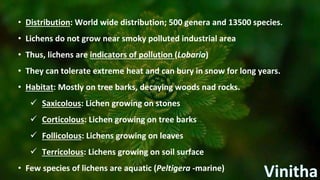 • Distribution: World wide distribution; 500 genera and 13500 species.
• Lichens do not grow near smoky polluted industrial area
• Thus, lichens are indicators of pollution (Lobaria)
• They can tolerate extreme heat and can bury in snow for long years.
• Habitat: Mostly on tree barks, decaying woods nad rocks.
 Saxicolous: Lichen growing on stones
 Corticolous: Lichen growing on tree barks
 Follicolous: Lichens growing on leaves
 Terricolous: Lichens growing on soil surface
• Few species of lichens are aquatic (Peltigera -marine)
 