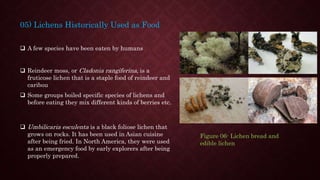 05) Lichens Historically Used as Food
 A few species have been eaten by humans
 Reindeer moss, or Cladonia rangiferina, is a
fruticose lichen that is a staple food of reindeer and
caribou
 Some groups boiled specific species of lichens and
before eating they mix different kinds of berries etc.
Figure 06- Lichen bread and
edible lichen
 Umbilicaria esculenta is a black foliose lichen that
grows on rocks. It has been used in Asian cuisine
after being fried. In North America, they were used
as an emergency food by early explorers after being
properly prepared.
 