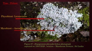 Figure 07 –Hypogymnia physodes lichen photograph
captured on 18/07/2020 , location – Mandaram Nuwara , Sri Lanka
Phycobiont- Lecanorales
Mycobiont – Ascomycota
Type - Foliose
 