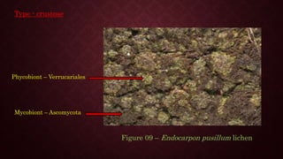 Phycobiont – Verrucariales
Mycobiont – Ascomycota
Figure 09 – Endocarpon pusillum lichen
Type - crustose
 