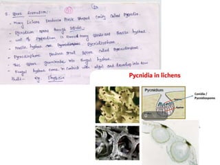 Lichens   sturcture, classification and reproduction