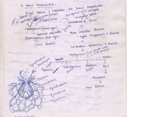 Lichens   sturcture, classification and reproduction