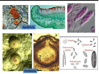 Lichens   sturcture, classification and reproduction