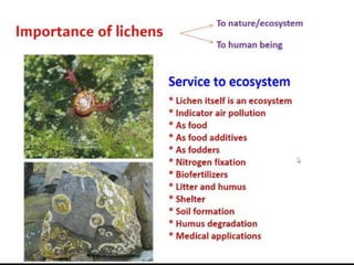 Lichens   sturcture, classification and reproduction