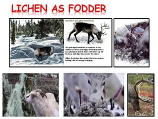 Lichens   sturcture, classification and reproduction